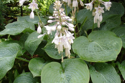 Sieboldi hosta (Hosta Sieboldiana)