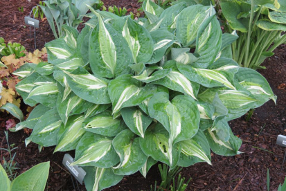 Hosta ´Snake Eye´ (Hosta)