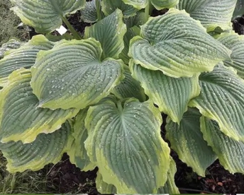 Hosta ´Spartacus´ (Hosta)