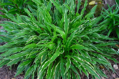 Hosta ´Stilleto´ (Hosta)