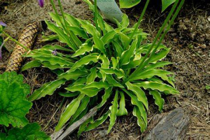 Hosta ´Tattle Tails´ (Hosta)