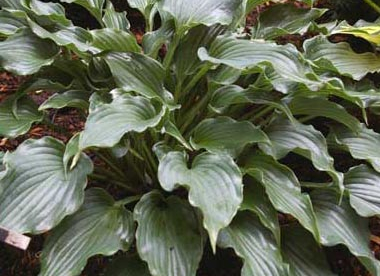 Hosta ´Restless Sea´ (Hosta)