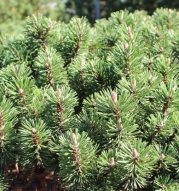 Mägimänd ´Humpy´ (Pinus mugo) - Tellimisel
