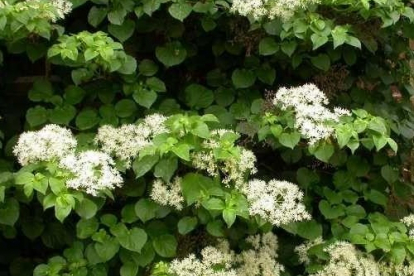 Roniv hortensia (Hydrangea anomala)