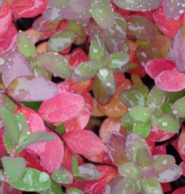 Guizhou naistepuna (hypericum kouytchense)