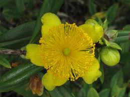 Oklahoma naistepuna (Hypericum prolificum)