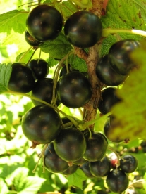 Must sõstar ´Intercontinental´ (Ribes nigrum)