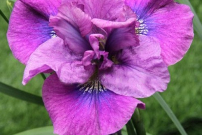 Siberi võhumõõk ´Spindazzle´ (Iris sibirica)