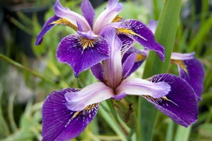 Iris * ´Appointer´ (Iris versicolor hübriid)