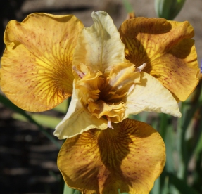 Siberi võhumõõk ´Butterscotch Fizz´ (Iris sibirica)