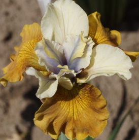 Siberi võhumõõk ´Colonel Mustard´ (Iris sibirica)
