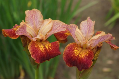 Siberi võhumõõk ´Pabrikash´ (Iris sibirica)