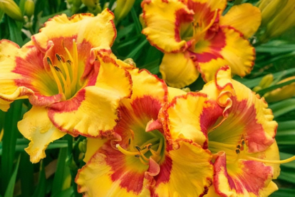 Päevaliilia ´Irresistible Charm´ (Hemerocallis)