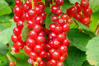 Punane sõstar ´Jonkheer van Tets´ (Ribes Rubrum)
