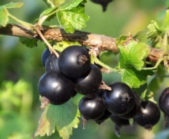Sõstik ´Josta´ (Ribes × nidigrolaria)