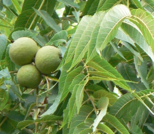 Must pähklipuu (Juglans nigra)