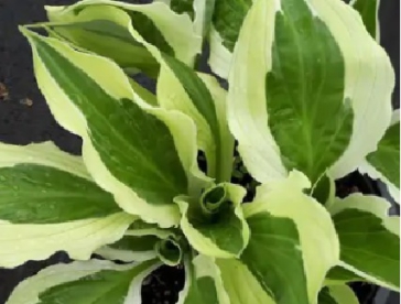 Hosta ´Juha´ (Hosta)