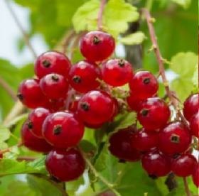 Punane sõstar ´Junifer´ (Ribes rubrum)