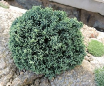 Roomav kadakas ´Neumann´ (Juniperus horizontalis)