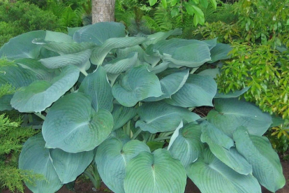 Hosta ´Jurassic Park´ (Hosta)