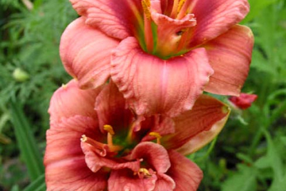 Päevaliilia ´Just my size´ (Hemerocallis)