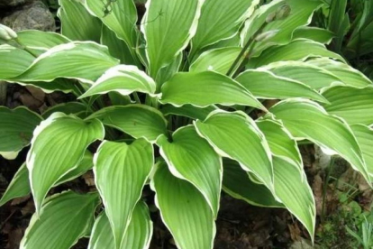 Hosta ´Kalamazoo´ (Hosta)