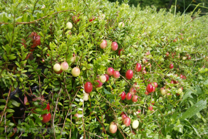 Suureviljaline jõhvikas  'Kalnciema Tumšā' (Vaccinium macrocarpon)