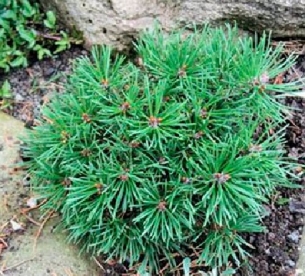Konksmänd ´Kamila´ (Pinus uncinata) - Tellimisel