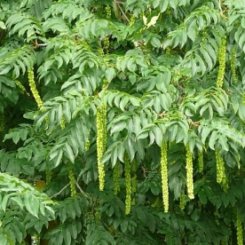 Kaukaasia tiibpähklipuu (Pterocarya fraxinifolia) - noortaimed