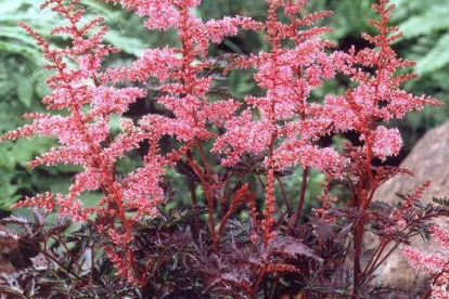 Astilbe ´Key West´ (Astilbe)