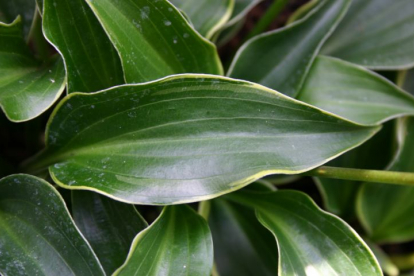 Hosta ´Kifukurin Ubatake´ (Hosta)