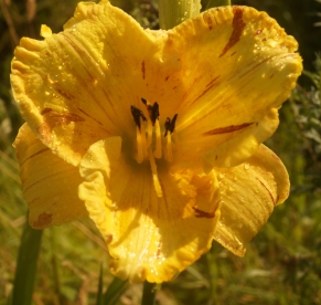 Päevaliilia ´Venuscorner Happy Giraffe´ (Hemerocallis)