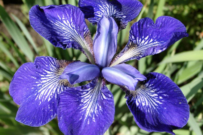 Siberi võhumõõk ´Kita-No-Seiza´ (Iris sibirica)