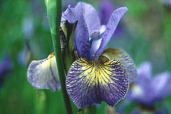 Siberi võhumõõk ´Kleiner Schmetterling´ (Iris sibirica)