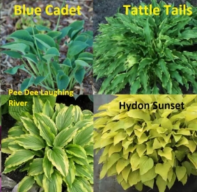 Nelipakk "Hosta" - sordid ´Blue Cadet´, ´Tattle Tails´, ´Pee Dee Laughing River ´ja ´Hydon Sunset´