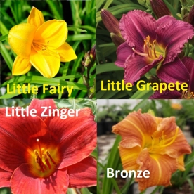 Nelipakk "Päevaliilia" - Sordid:  ´Little Fairy´, ´Little Grapette´, ´Little Zinger´ ja ´Bronze´