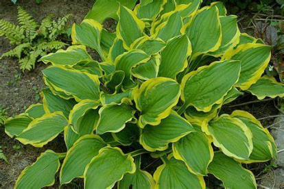 Hosta ´Koiyama´ (Hosta)