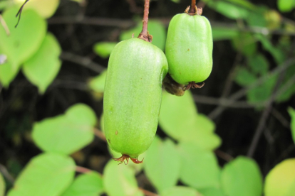 Südajas aktiniidia ´Krupnoplodnaja´ (Actinidia kolomicta)