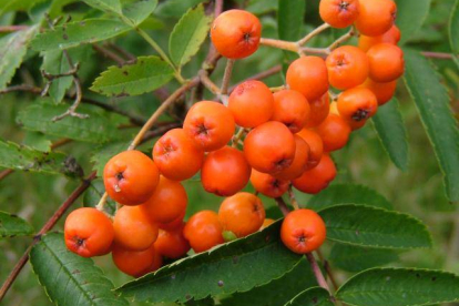 Pihlakas ´Kubovaja´ (Sorbus)