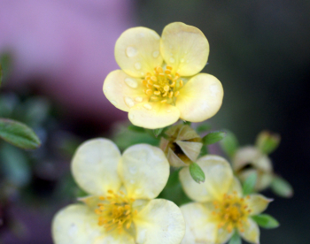 Põõsasmaran ´Kuma´ (Potentilla fruticosa) - P11 noortaim