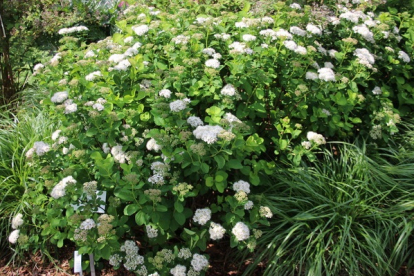 Kuriili enelas (Spiraea betulifolia var. aemiliana)