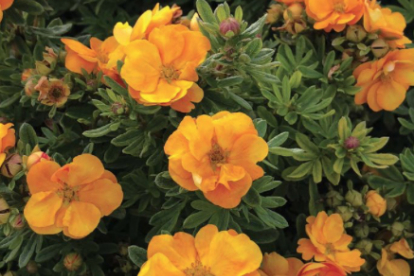 Põõsasmaran ´Marmalade´ (Potentilla fruticosa) - potistatud noortaim 09.08.2022