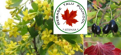 Kuldsõstar ´Laila´ (Ribes aureum)