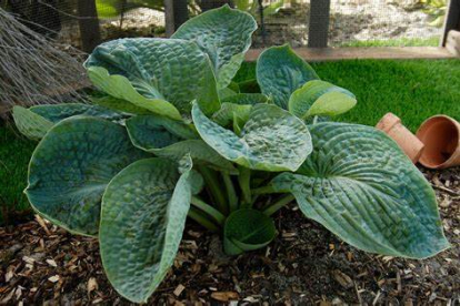 Hosta ´Lakeside Maverick´ (Hosta)