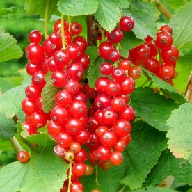 Punane sõstar ´Jonkheer van Tets´ (Ribes rubrum) tüvele poogitud