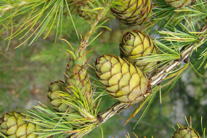 Euroopa lehis (Larix decidua)