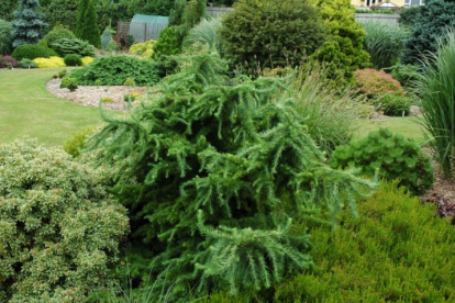 Jaapani lehis ´Little Boggle´ (Larix kaempferi) - tellimisel