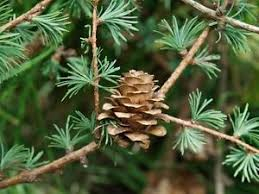 Jaapani lehis (Larix kaempferii) algliik