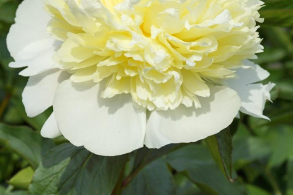 Pojeng ´Laura Desert´ (Paeonia latiflora)