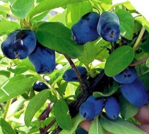 Söödav kuslapuu ´Lazurnaja´ (Lonicera edulis)